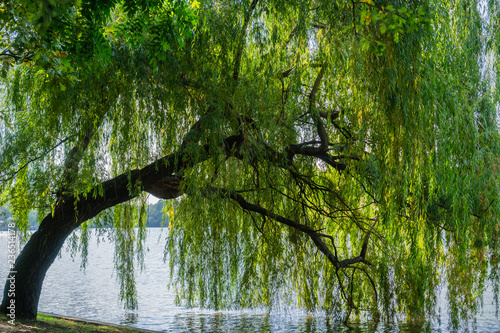 Weeping willow tree on the shoreline of Herastrau Lake, Bucharest, Romania
