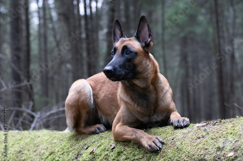 belgian malinois