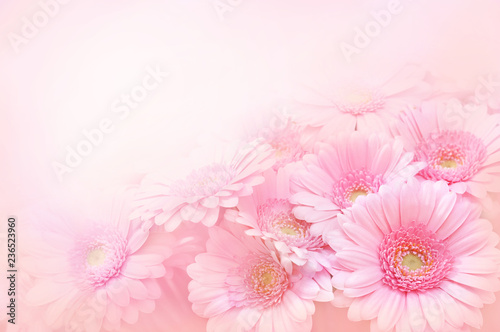 Summer/autumn blossoming gerbera flowers on pink background, bright floral card, selective focus