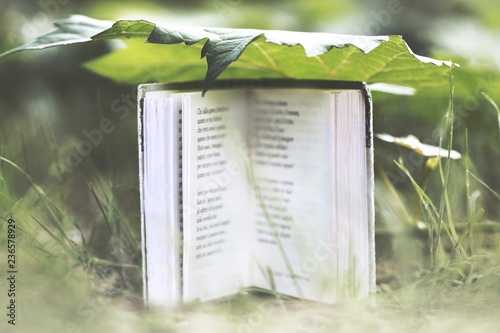 surreal moment of a small book that protects itself under a large leaf from the rain