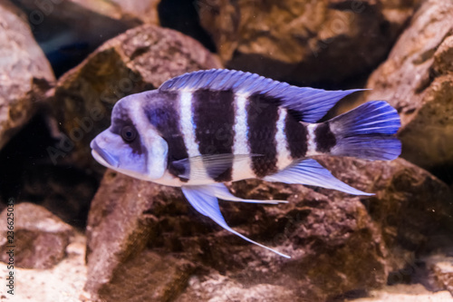 hump head cichlid fish in close, a blue and white banded fish with a bump on his head, popular aquarium pet from lake Tanganyika in Africa.