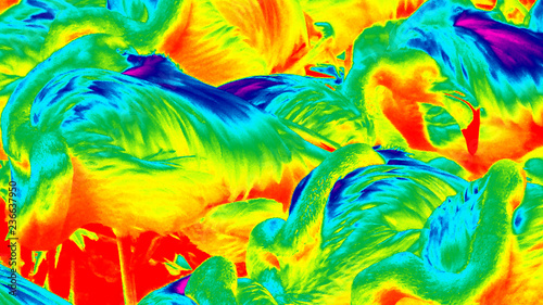 infrared photo of flamingos