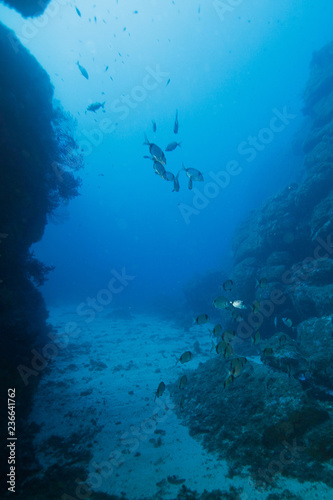 Fish resting in deep sea