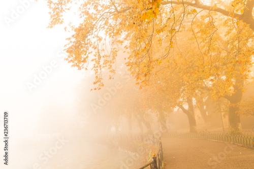 fog foggy wheaher and autumn yellow trees colors in ioannina greece