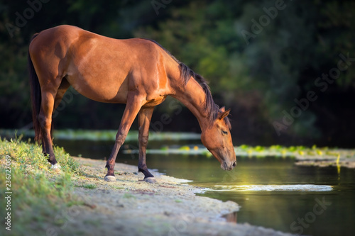 Bay horse drink water in river at sunrise