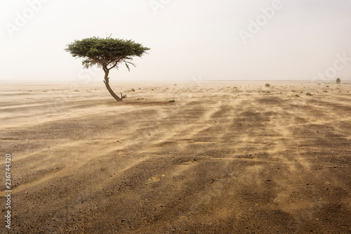 Pojedynczy drzewo w piasek burzy w pustynnym Sahara, Maroko