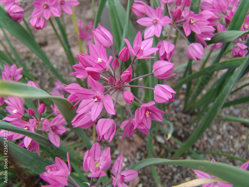 Allium oreophilum