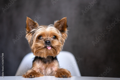 Dog Yorkshire Terrier at the table