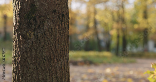 closeup of maple tree trunk in autumn city