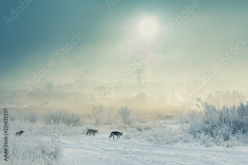 a pack of stray dogs in the winter on a foggy morning on the outskirts of the city