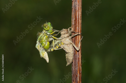 A beautiful Broad bodied Chaser Dragonfly (Libellula depressa) emerging from its Exuvia. 