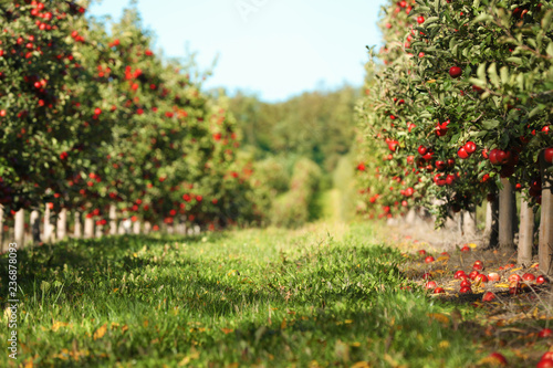 Beautiful view of apple orchard on sunny autumn day