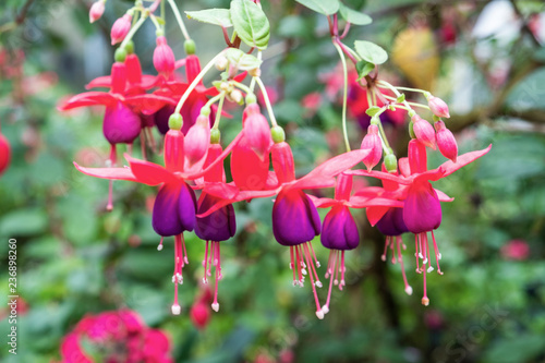 Red fuchsia flower on green leaf background.