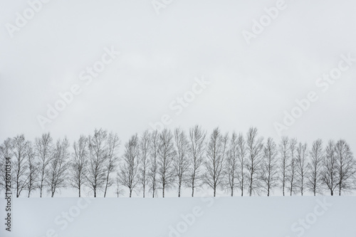 black and white color minimal winter landscape, row of trees on snow covered hill during snowfall on winter day, copy space, seven star trees at Biei, Hokkaido, Japan