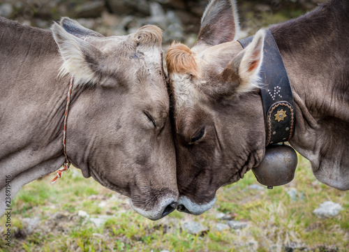 Cow in love