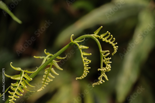 Paco fern at garden