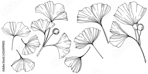 Vector. Engraved black and white ginkgo leaf. Plant botanical garden. Isolated ginkgo illustration element.