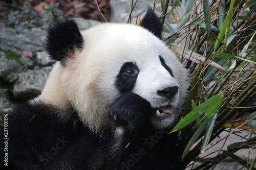 Close up Panda Fluffy Face, China