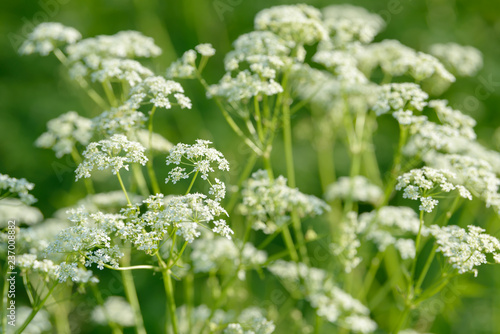 Anise flower field. Food and drinks ingredient.