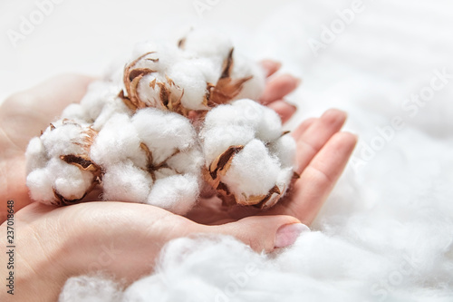 White cotton flowers in the hands