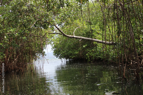 Foret tropicale et climat équatoriale dans une mangrove en Martinique