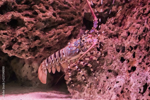 closeup of a ornate spiny rock lobster sitting on a stone, a big tropical langusta from the pacific ocean