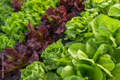 leaf lettuce field