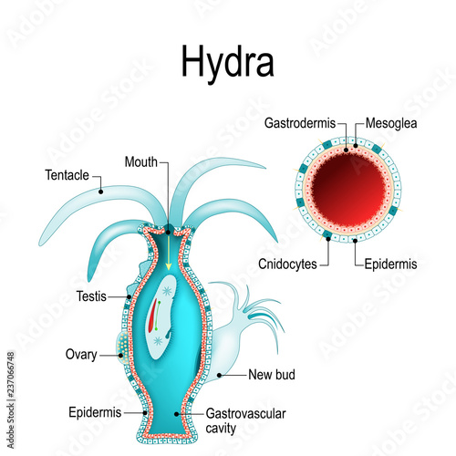 hydra anatomy. Cnidaria. Vector illustration
