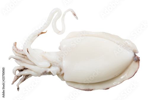 Image of raw sepia isolated on clear white background