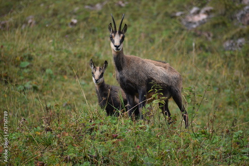 alpine chamois (Rupicapra rupicapra) in the wild at Berchtesgaden national park , Bavaria, Germany