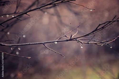  lonely leafless tree branches with drops of water after a November cold rain