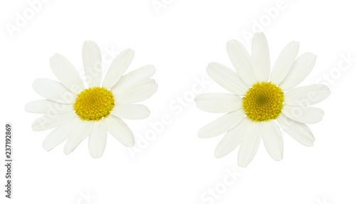 Set of white daisy flowers
