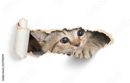 Funny cat looking through paper hole