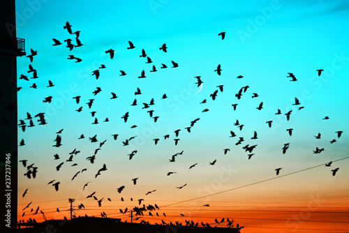 Groups of birds flying above roof at sunset on moon background. Birds silhouettes above building silhouettes. Lunation month. Glowing multicolor dawn sky. Many birds migrate south in autumn.
