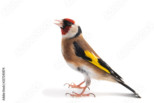 European Goldfinch, carduelis carduelis, standing, isolated on white background.