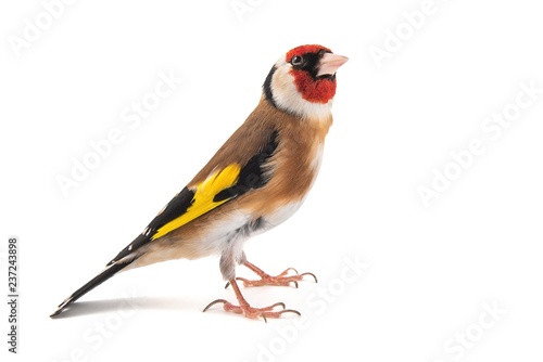 European Goldfinch, carduelis carduelis, standing, isolated on white background.