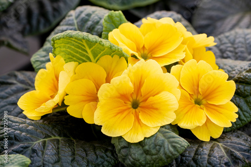 Primula acaulis in spring summer.