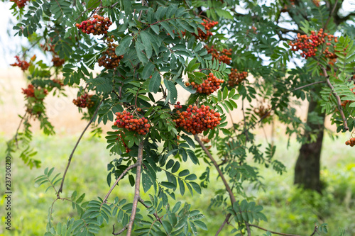 jarzębina, jarząb zwyczajny, (Sorbus aucuparia L.) 