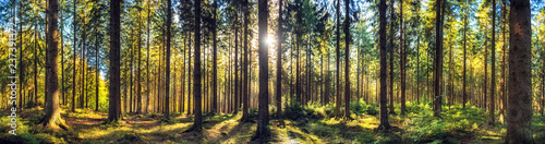 Panoramic autumn forest landscape