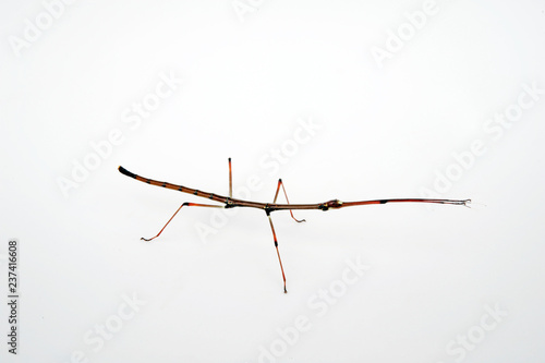 Gespenstschrecke (Staelonchodes sp. / Lonchodes sp.) - stick insect