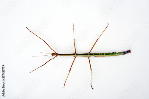 Gespenstschrecke (Staelonchodes sp. / Lonchodes sp.) - stick insect