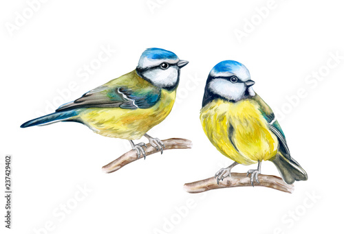 Eurasian blue tit isolated on white background. Birds sitting on a branch. Red Berries rowans or mountain-ashes. Couple In Love. Watercolor. Illustration. Template. Close-up. Portrait.