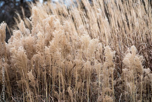 Panicum virgatum 'Squaw'