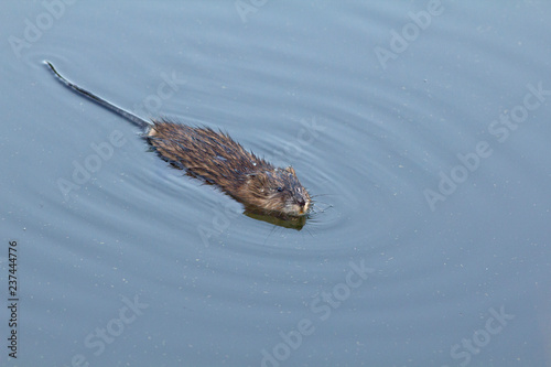 A curious muskrat swims close to look over the photographer