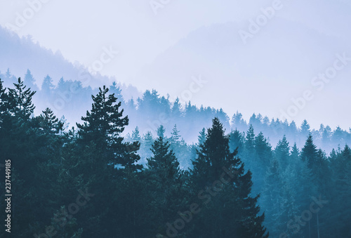 Foggy autumn forest valley, mystical valley background. Pine trees silhouettes in a morning fog, blue colors.