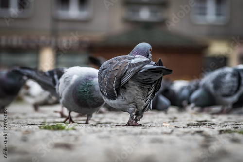 gołębie w mieście wędrujące po brukowanym placu