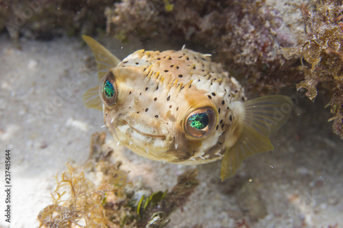 Long-Spine Porcupinefish on Coral Reef of the Florida Keys