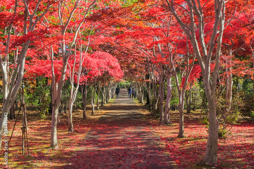 Hiraoka Tree Art Center in Sapporo, Hokkaido, Japan