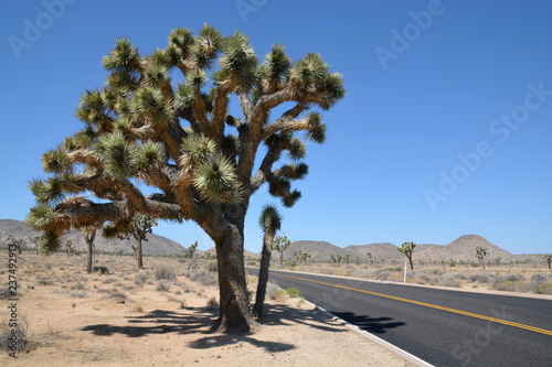 Joshua Tree National Park - California USA