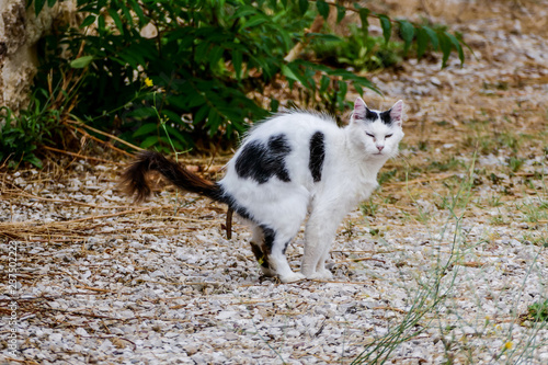 cat taking a dump crap shit poop shitting cat